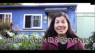 How to Identify and Manage Cabbage Worms and Cabbage Loopers on Brassicas