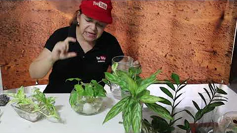 ¿Con qué frecuencia se cambia el agua de las plantas que crecen en el agua?