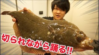 生きたカレイをさばいて食べたら口の中でも身が動いたよ！！