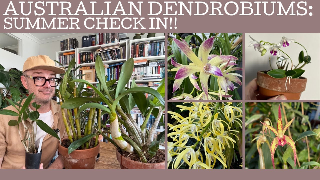 Australian Dendrobiums: summer growth check in!