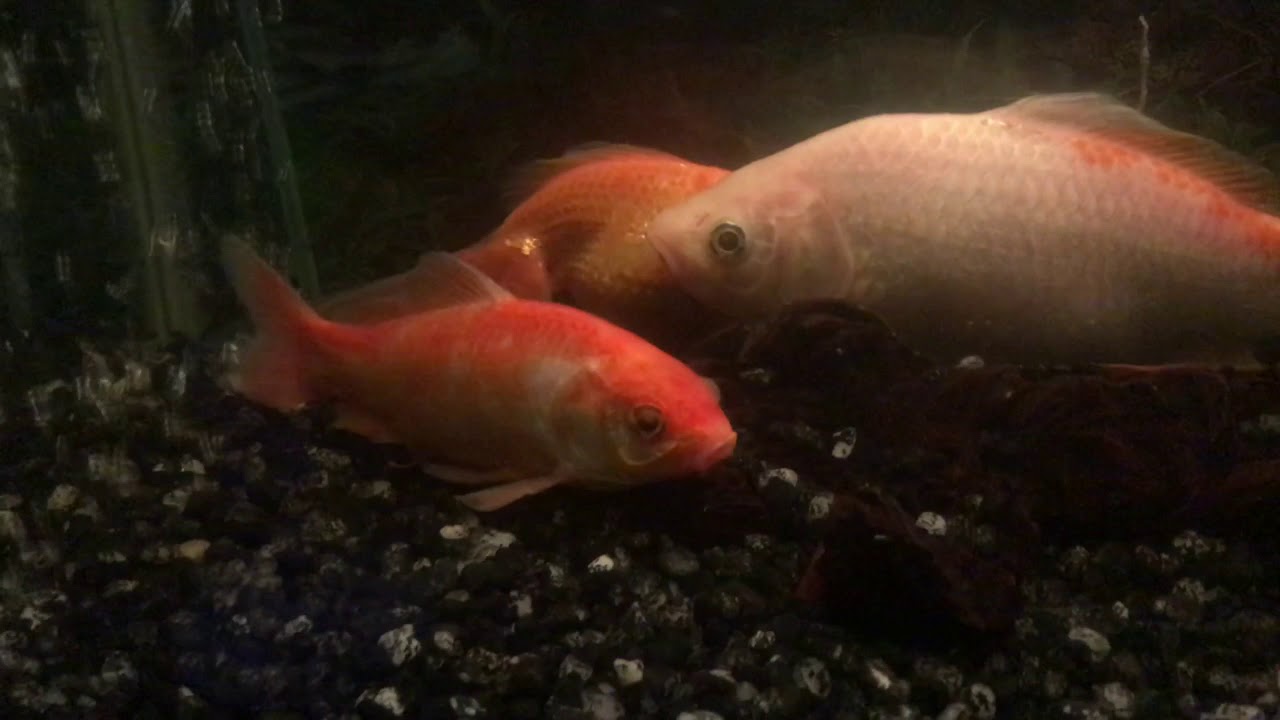 Do Goldfish Sleep? - YouTube