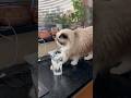 😹🤣 Hraboš kočičí 🤣😹 #hrabos #funny #funnycat #funnyshorts #kočka #haha #comedy #ragdoll