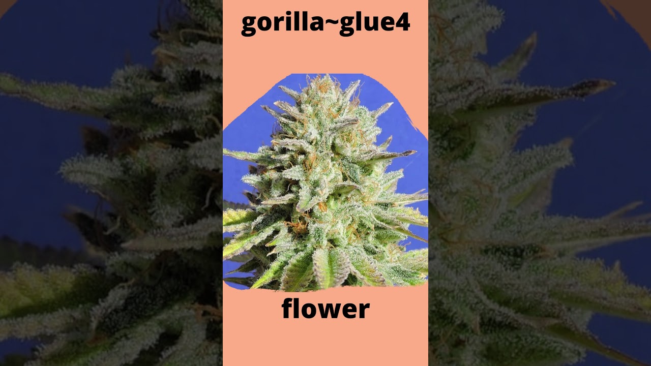 mamasboi62 loves delta8