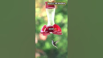 How Hummingbirds Hover Like Helicopters? #hummingbird #pets #animals #facts #shorts