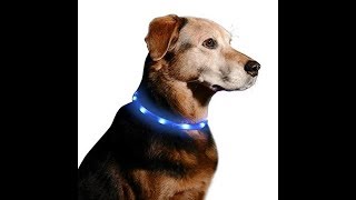 Illumiseen LED Dog Necklace Collar
