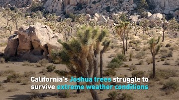 California’s Joshua trees struggle to survive extreme weather conditions