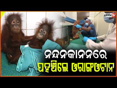 ବାଲେଶ୍ୱରରୁ ଯାଇ ନନ୍ଦନକାନନରେ ପହଞ୍ଚିଲେ ଓରାଙ୍ଗଓଟାନ,କ୍ବାରେଣ୍ଟିନରେ ରହିବା ନେଇ ସୂଚନା!5 Orangutans Rescued
