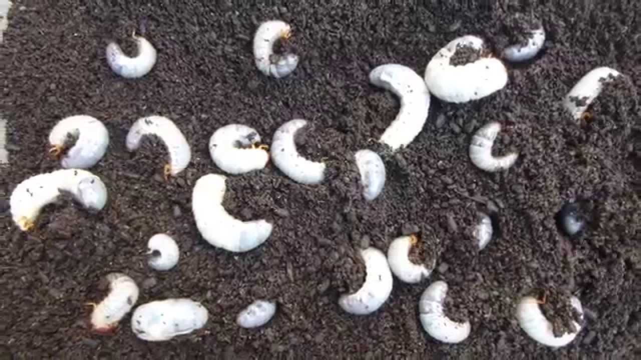 カブトムシの幼虫 フンの掃除と土の交換 Youtube