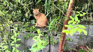 玄関の外..  茶トラ猫の襲撃に遭う..  おばあちゃんと猫・・・