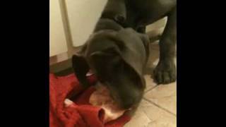 beans first chicken thigh