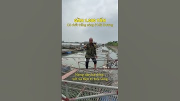 Gần 1000 tấn cá chết trắng sông ở Hải Dương #tintuc #tinnong #haiduong #nongdan #nuoica