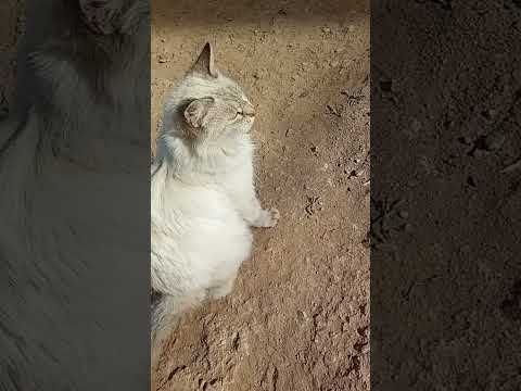 سعد العتيق حسن الخلق خواطر اكسبلور ماشاءالله ترند الحيوانات الأليفة    8  