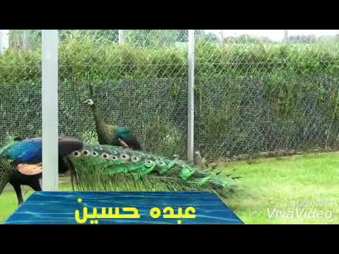 سمير سرور على حسب وداد