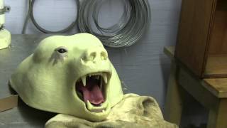Important Bear Mounting Tips - Testas Tuesday Tips