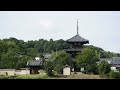 法起寺のコスモス