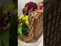 Лабрадор из живых цветов