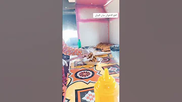 الحضران أخو الاخوان سان السان الما بحنك الوسخان الشغل الصاح 