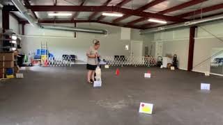 "Tonic" AKC Rally Novice Virtual Course 3