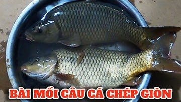 CHIA SẺ BÀI MỒI CÂU CÁ CHÉP GIÒN HỒ DỊCH VỤ - Câu Cá và Cuộc Sống