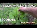 PODBJEL - jedna od najmoćnijih biljaka