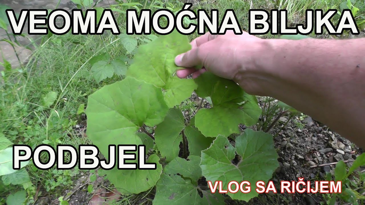 Podbjel Riba PODBJEL - jedna od najmoćnijih biljaka - YouTube