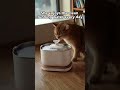 😼How to hydrate your cat and track their water intake?😜