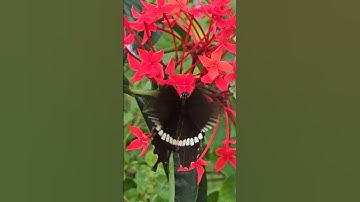 Thumbnail of Nature-255 #bollywood #butterfly #naturewithchandra  #flowers Song #kuchkuchhotahai #hindisong