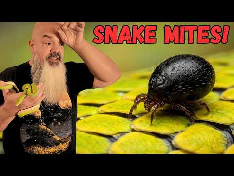 The New Snake Mite Treatment That Actually Works