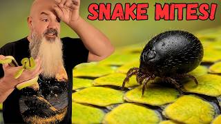 The New Snake Mite Treatment That Actually Works