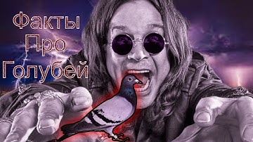 Интересные факты про голубей
