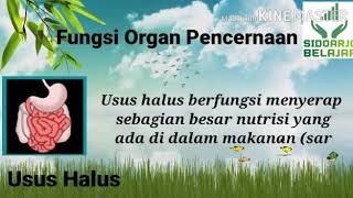 Kelas 5 IPA : Organ Pencernaan dan Fungsinya