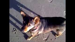 Yemami op het strand