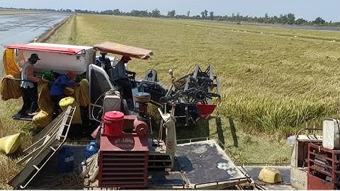 máy cắt lúa 105 độ cây đông xuân lúa rất chúng cắt lúa rất nhanh tập12 #maibangtv