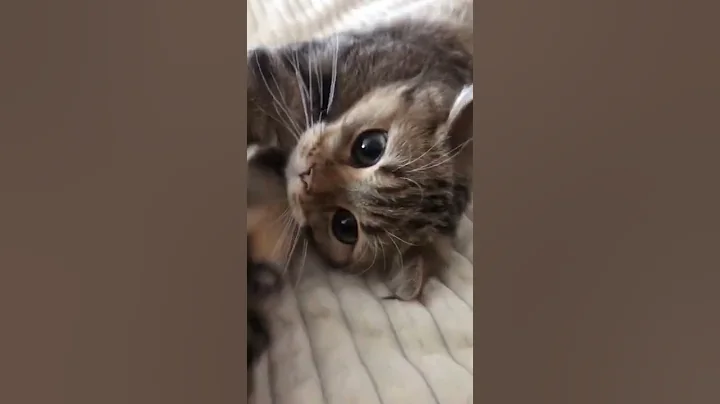 Video 4697291: cutecat catlover catplaying golden, cats catlover cutecat funny, cat playing cutecat, funny cats dogs, enjoy funny cats