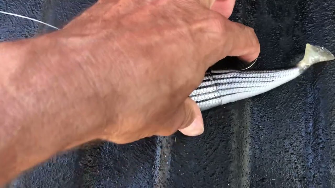 Spooltek first time using this lure caught me a big snook.