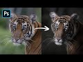 How to Edit Photos Like Shaaz Jung (Wildlife Photographer)