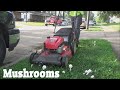 Mushrooms Everywhere Hot &amp; Humid This Week In Lawn Care #13