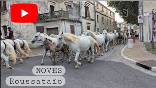 Noves Roussataïo Douverture De La Fete Votive Elevage Benoit Soumille 27082026