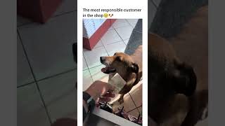 He’s got his own allowance #dog #funny #petshub #dogshorts #happypup