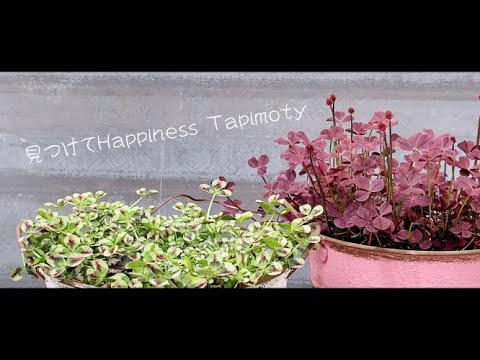 クローバー鉢植え Youtube クローバー鉢植え Youtube