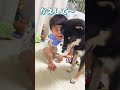 超仲良しな豆柴と赤ちゃん❤️【柴犬】#Shorts