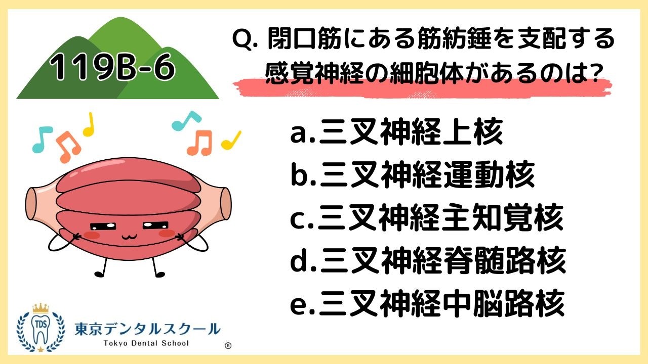 閉口筋の筋紡錘、反射の基本を徹底理解【119回B問題　生理学】