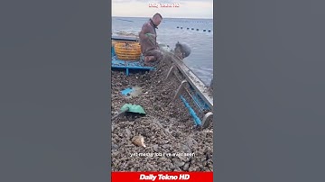 Massive Oyster Harvest in Action 🦪 #OysterFarming