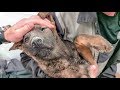 Спасение щенка замурованного под бетоном До слез Нужно помочь puppy rescue