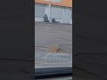 REPLETO de casquillos calles de Guachochi tras enfrentamientos