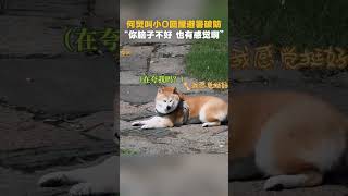 #何炅 叫#小O 回蘑菇屋避暑遭三连拒 直接破防:你脑子不好也有感觉吧 #向往的生活戏如人生 #backtofield