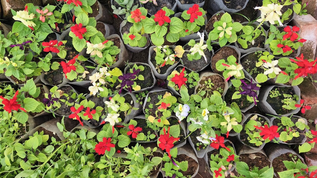 मेरो नर्सरीमा चारवटा कलरमा साल्भिया फुलहरु रहेको छ है।