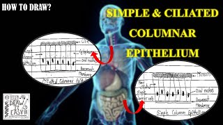 How to Draw Simple & Ciliated columnar Epithelium | Class 9 | Class 11 | Biology Diagram Exam Guide