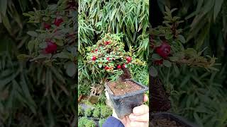 #bonsai #bonsaitree #diy #satisfying #garden #nature #experiment