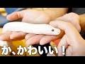 ベタ慣れの白ヘビがかわいすぎた【大蛇カフェLOUNGE】